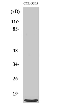 Ribosomal Protein L39 Polyclonal Antibody