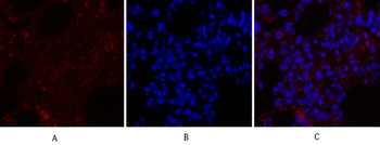 Rho A Polyclonal Antibody