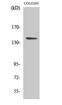 RGAG1 Polyclonal Antibody
