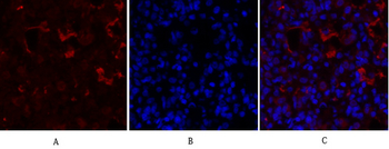 PPAR-γ Polyclonal Antibody