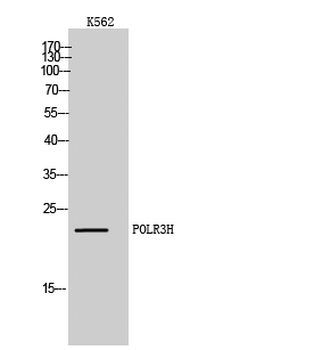 POLR3H Polyclonal Antibody