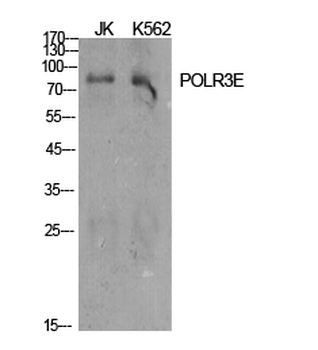 POLR3E Polyclonal Antibody