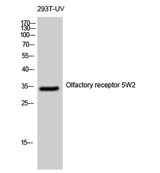 Olfactory receptor 5W2 Polyclonal Antibody