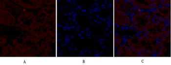 NOS2 Polyclonal Antibody