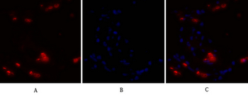 NFκB-p105/p50 Polyclonal Antibody