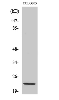 NDUFB10 Polyclonal Antibody