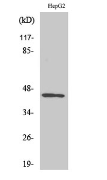 Nap1 Polyclonal Antibody