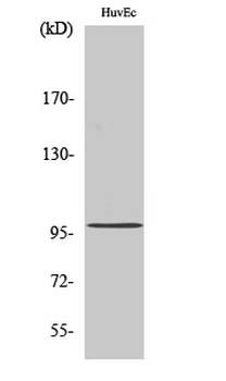 MRTF-A Polyclonal Antibody