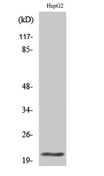 MRP-L41 Polyclonal Antibody