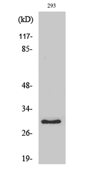 MRP-L10 Polyclonal Antibody