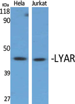 LYAR Polyclonal Antibody