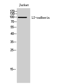 LI-cadherin Polyclonal Antibody