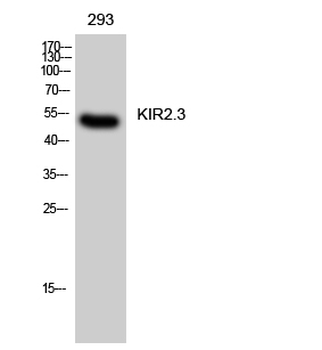 KIR2.3 Polyclonal Antibody