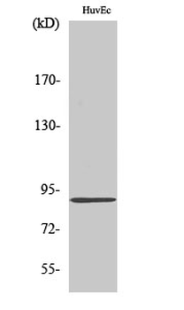 Kanadaptin Polyclonal Antibody