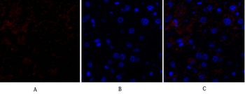 HSP27 Polyclonal Antibody