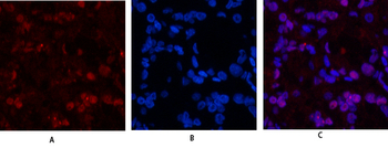 Histone H3 Polyclonal Antibody