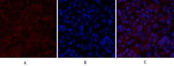 Histone H2A.X Polyclonal Antibody