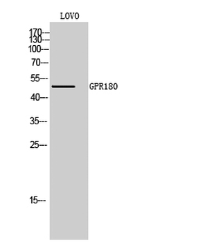 GPR180 Polyclonal Antibody