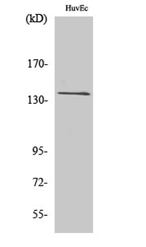 GPR126 Polyclonal Antibody