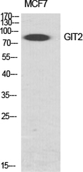 GIT2 Polyclonal Antibody