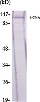 GCN5 Polyclonal Antibody