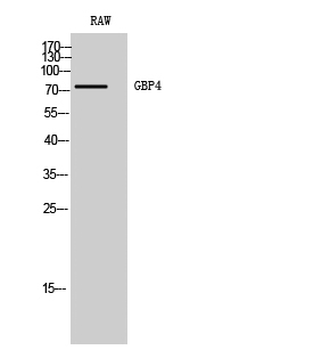 GBP4 Polyclonal Antibody