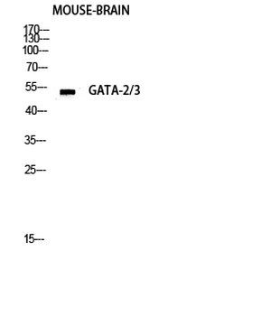GATA-2/3 Polyclonal Antibody