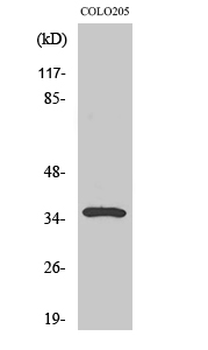 Galectin-4 Polyclonal Antibody