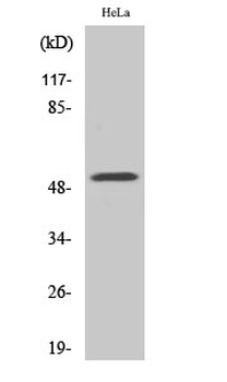 G3BP2 Polyclonal Antibody