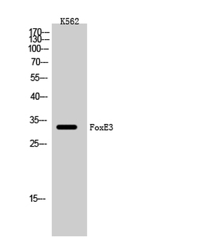 FoxE3 Polyclonal Antibody