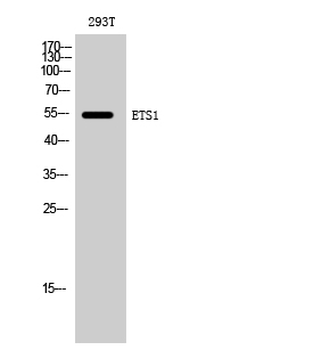 ETS1 Polyclonal Antibody