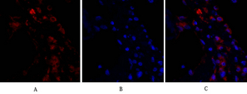 ERK 1/2 Polyclonal Antibody