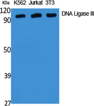 DNA Ligase III Polyclonal Antibody