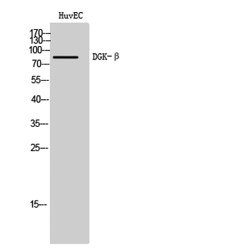 DGK-β Polyclonal Antibody