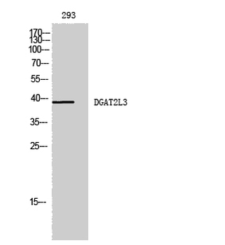 DGAT2L3 Polyclonal Antibody