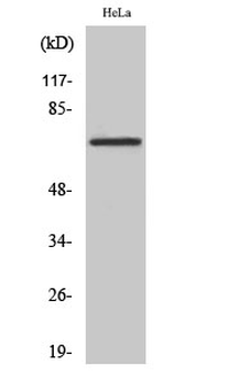 DDX55 Polyclonal Antibody