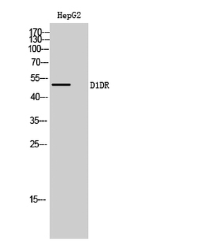 D1DR Polyclonal Antibody