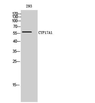 CYP17A1 Polyclonal Antibody