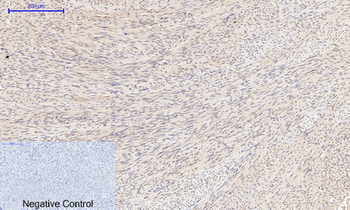 Cyclin B1 Polyclonal Antibody