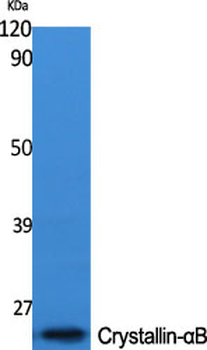 Crystallin-αB Polyclonal Antibody