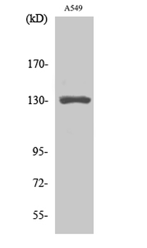CRSP130 Polyclonal Antibody