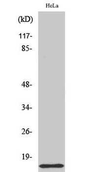 COX17 Polyclonal Antibody