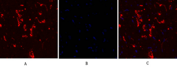 Connexin 43 Polyclonal Antibody
