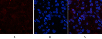 COL1A2 Polyclonal Antibody
