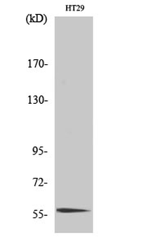 CLK4 Polyclonal Antibody