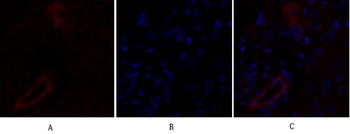 Claudin-5 Polyclonal Antibody