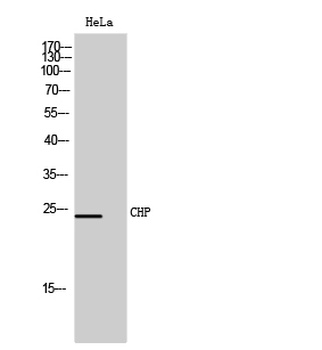 CHP Polyclonal Antibody