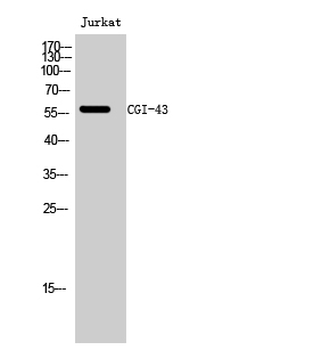 CGI-43 Polyclonal Antibody