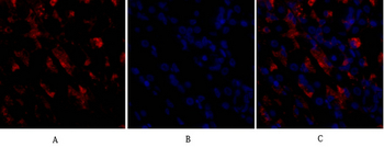 CD284 Polyclonal Antibody
