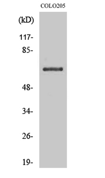CD108 Polyclonal Antibody